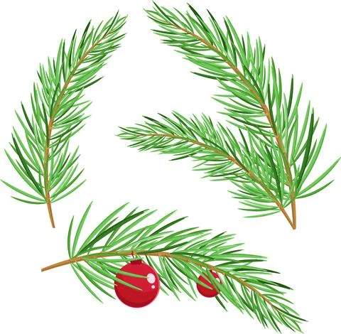 Several fir branches 스톡 일러스트