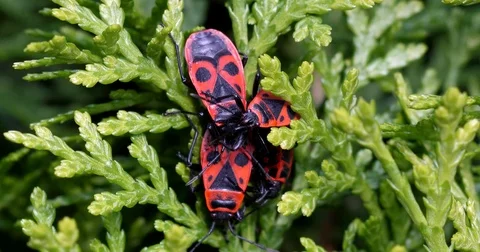 Several fire bugs (pyrrhocoridae) relaxing in the sun - wildlife - UHD 4K Stock Footage 82467338