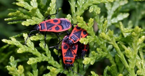 Several fire bugs (pyrrhocoridae) relaxing in the sun - wildlife - UHD 4K Stock Footage 82467341