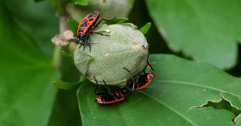 Several fire bugs (pyrrhocoridae) relaxing in the sun - wildlife - UHD 4K Stock Footage 82467356