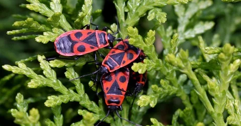 Several fire bugs (pyrrhocoridae) relaxing in the sun - wildlife - UHD 4K Stock Footage 82467374