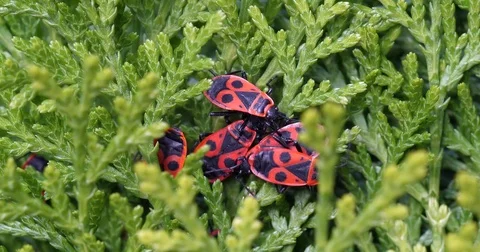 Several fire bugs relaxing in the sun - wildlife Stock Footage 82462582