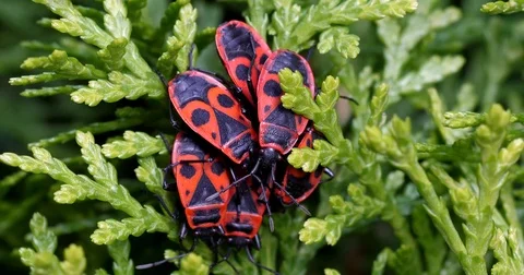 Several fire bugs relaxing in the sun - wildlife Stock Footage 82462586