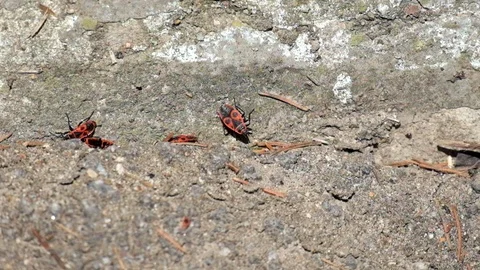Several firebugs crawl on a concrete surface Video stock 89136731