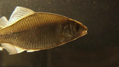 Several fish are swimming in a flock under the water on a black background. Stock Footage 246768961