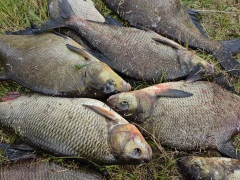 Several fish lie on the ground after being caught during a fishing trip. The  Stock Photos