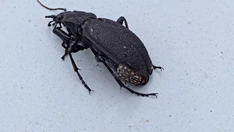 Several flies gather on a dead beetle body, scavenging remains of the bigge.. Stock Footage 320517701