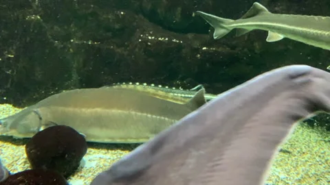 Several floating sturgeons fish underwater close up Stock Footage 155024905