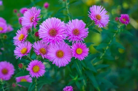 Several flowers of an aster Stock Photos