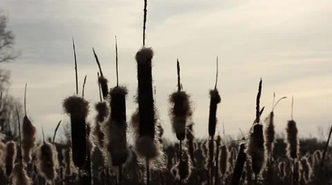 Several flowers of broadleaf cattail in backlight, flying fluff Stockbeeldmateriaal 43306264
