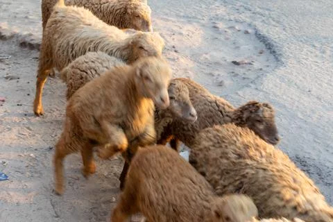 Several fluffy sheep walk quickly along a dusty trail during the golden hou.. Photos