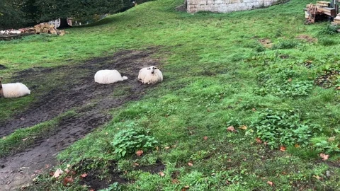 Several fluffy white sheep rest lying down on a muddy grassy slope in an ou.. Stock Footage 321799918