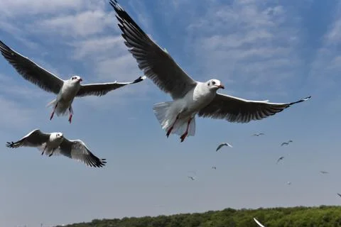 Several flying gulls on a background of cloudy blue sky. colose-up seagulls v Stock Photos