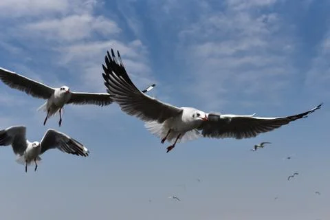Several flying gulls on a background of cloudy blue sky. colose-up seagulls v Stock Photos