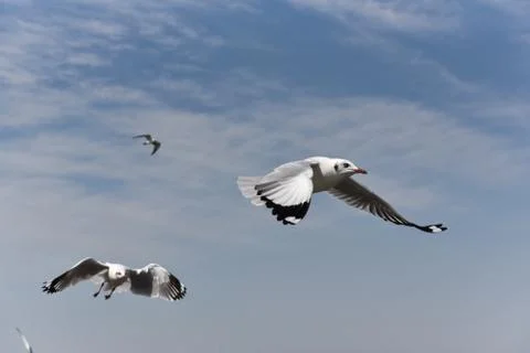 Several flying gulls on a background of cloudy blue sky Stock Photos