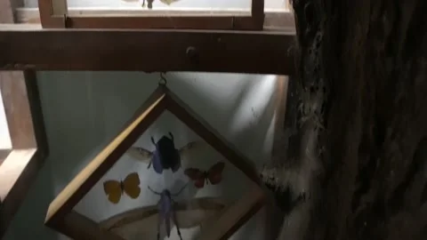 Several flying insects dissected and exposed in glass in a cave inside a tree as 库存影片 158285724