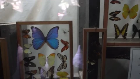 Several flying insects dissected and exposed in glass in a cave inside a tree as 스톡 동영상 158289520