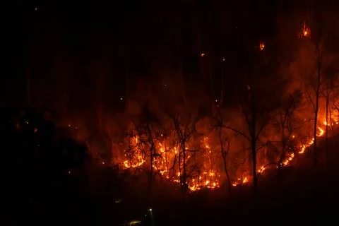 Several of Forest trees burned during the dry season. Stock Photos