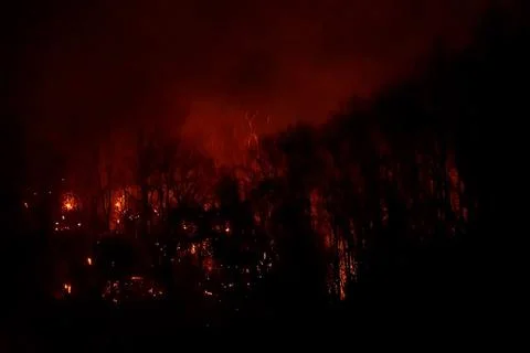Several of Forest trees burned during the dry season. Stock Photos