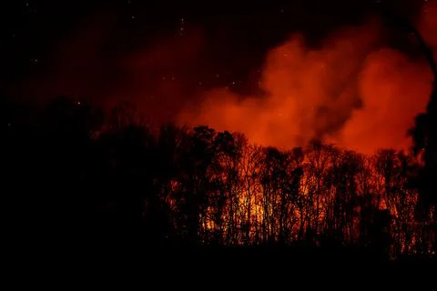 Several of Forest trees burned during the dry season. Stock Photos