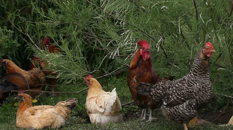 Several free range chickens acting under the bush.  Rooster and hens. Stock Footage 56206113