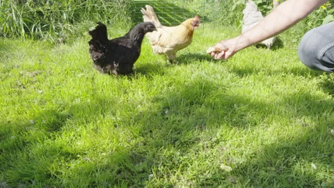 Several free range hens of various breeds eating bread crumbs directly from.. Stock Footage 323973471