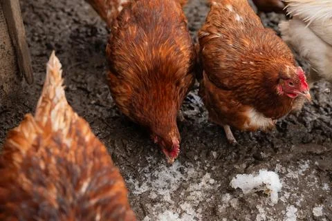 Several free range red brown domestic chickens hens peck on wet snow ground Stock Photos