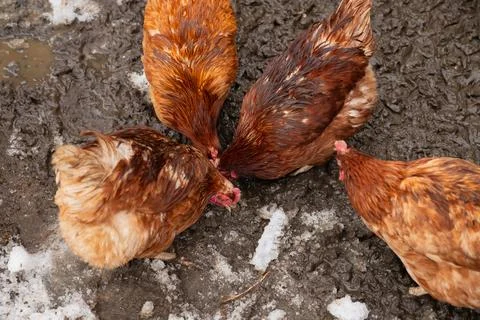 Several free range red brown domestic chickens hens peck on wet snow ground Foto stock