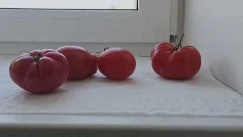 Several fresh red tomatoes of different shapes lying on a white paper towel Stock-Footage 347464743