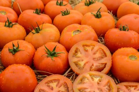 Several fresh tomatoes Stock Photos