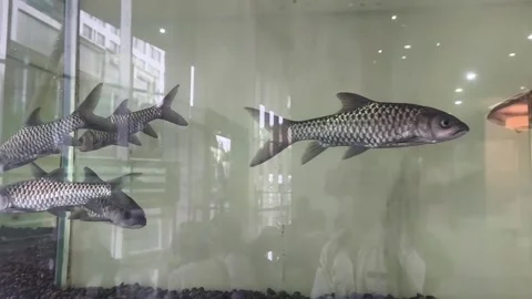 Several freshwater fish Stock Footage 336675674
