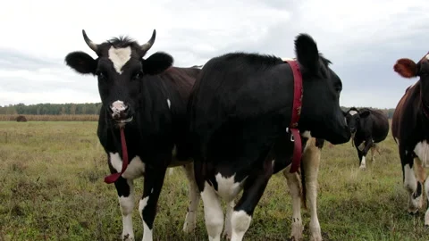 Several funny curious cows or bulls with collars approach the camera Stock Footage 141635160