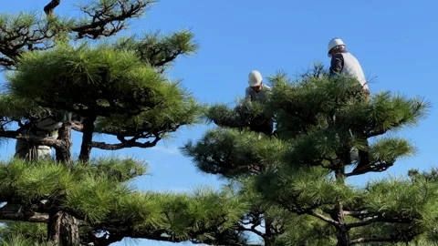 Several gardeners pruning pine trees in traditional castle garden grounds, Japan Stock Footage 244112853