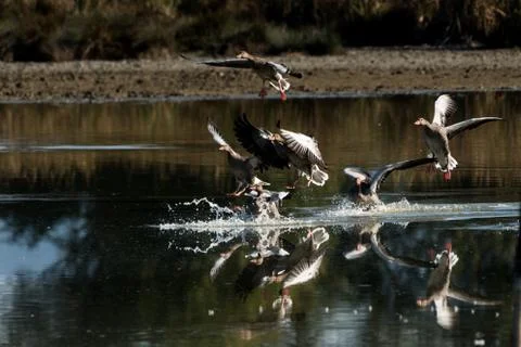 Several geese entertaining at the same time on the lake Foto stock