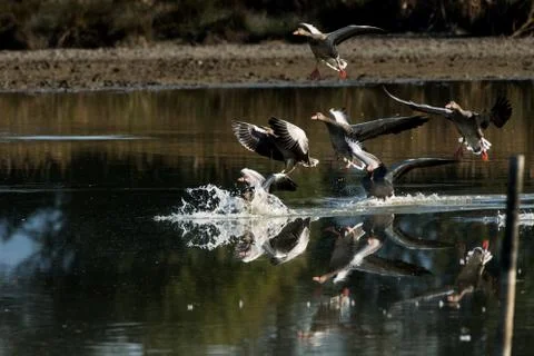 Several geese entertaining at the same time on the lake Stock Photos