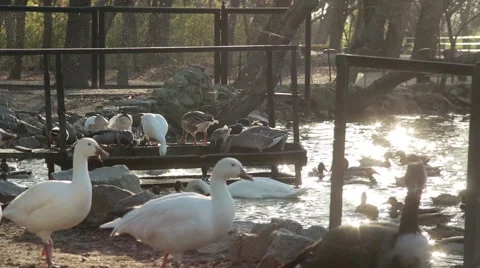 Several Geese Examing Shore of Pond Where Glare From Sun in Which Floats a Lot Stock Footage 62472364