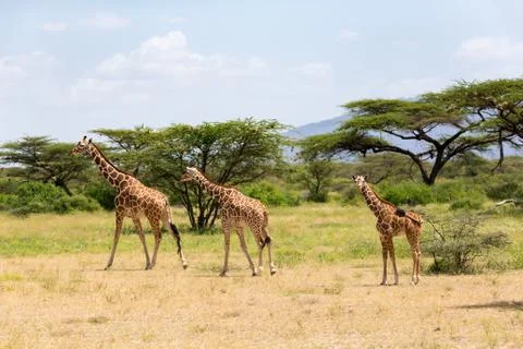 Several giraffes are walking through the grassland Stock Photos