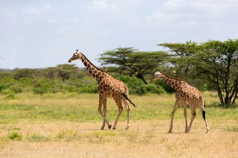 Several giraffes are walking through the grassland Stock Photos