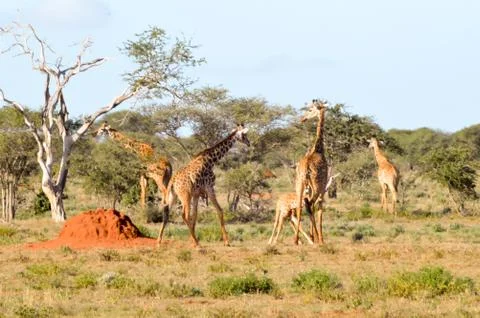 Several giraffes walking through Stock Photos