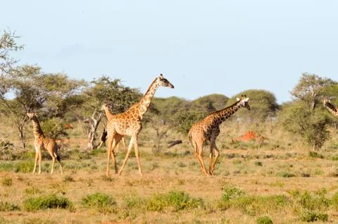 Several giraffes walking through Stock Photos
