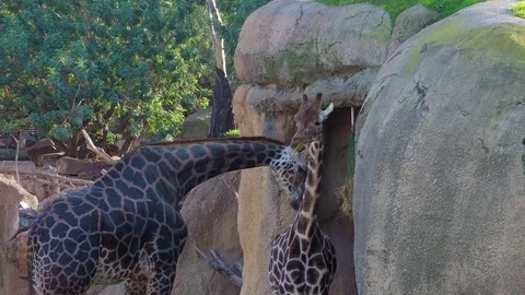 Several giraffes in zoo Stock Footage 71622007