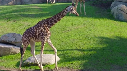 Several giraffes in zoo Stock Footage 71622837