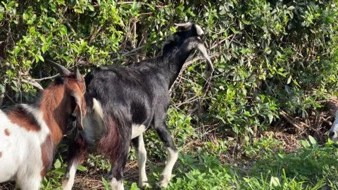 Several goats stand close together and graze on grass near bushes and trees in a Stock Footage 338000679