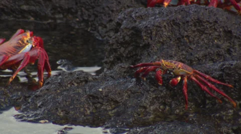 Several Grapsus crabs sitting on rocks near the sea. Stock Footage 39482181