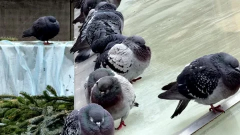Several gray pigeons perched on a glass surface next to pine branches, capt.. Vídeo Stock 340879238