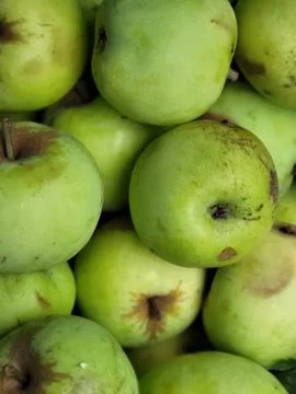 Several green apples close-up creating a background Stock Photos