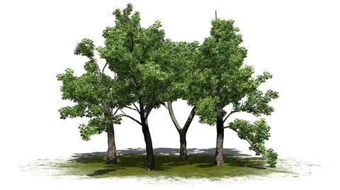 Several Green Ash trees on green area with shadow on the floor Illustrazione stock