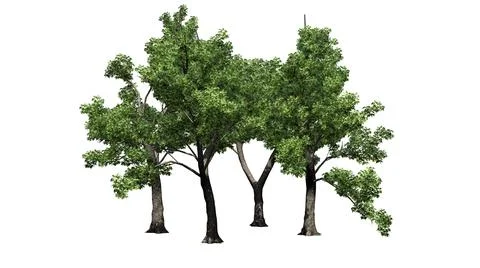 Several Green Ash trees - isolated on white background Stock Illustration