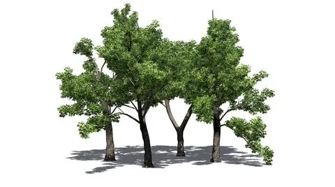 Several Green Ash trees with shadow on the floor on white background Stock Illustration