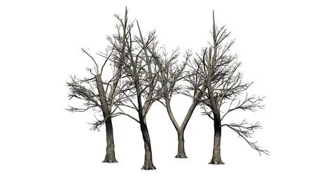 Several Green Ash trees in winter - isolated on white background Illustrazione stock